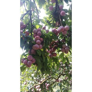 CÂY GIỐNG MẬN HẬU (GHÉP, 18 THÁNG CHO TRÁI)