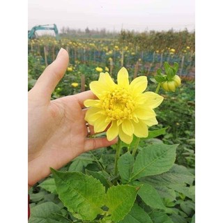 COM BO 10 Cây HOA THƯỢC DƯỢC