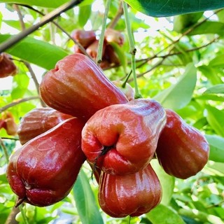 Cây Giống mận Đường Thái Lùn