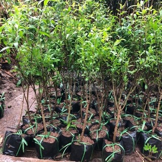 Giống Cây Lựu Quả Tím - Lựu Đen (6 tháng cho trái)
