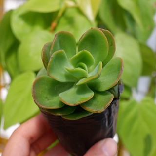 Sen đá bèo xanh tròn siêu dễ trồng hư 1 đổi 1