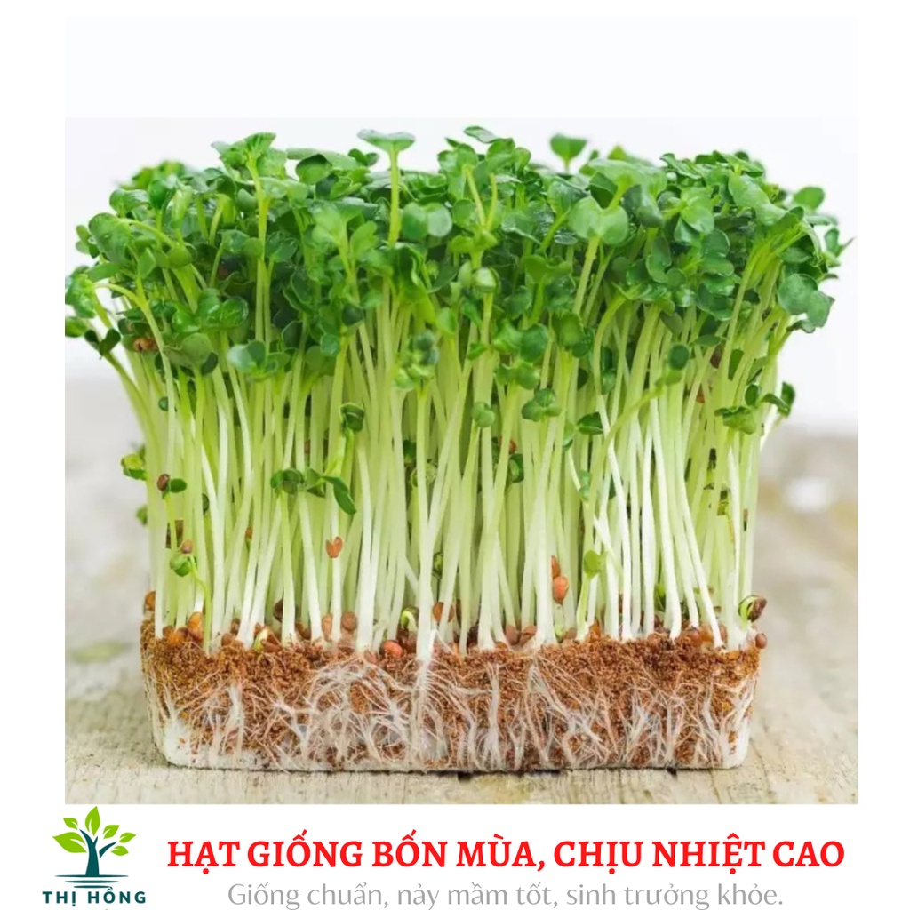 Hạt giống mầm rau cải (dễ trồng, nhanh thu hoạch)