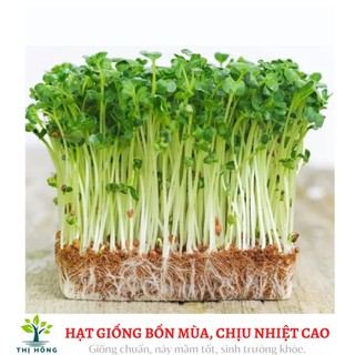 Hạt giống mầm rau cải