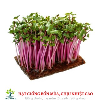 Hạt giống mầm rau cải (dễ trồng, nhanh thu hoạch)