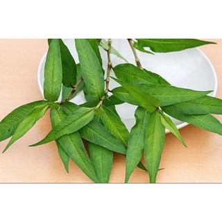 #Hạt_Giống_Rau_Răm_Chuẩn_F1.