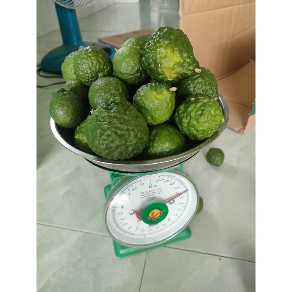 Trái Chúc nhiều tinh dầu, rất thơm