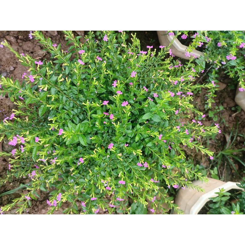 Hoa cẩm tú mai giỏ treo siêu đẹp