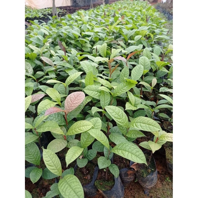 Cây giống trà hoa vàng 25-30cm