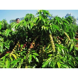 CÂY CÀ PHÊ GHÉP (Giống Cây Siêu Tốt Chuẩn F1)