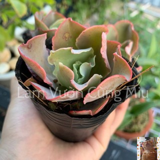 Sen Đá Bắp Cải Xoăn 🥬🥬🥬 - Size Bầu - Trung
