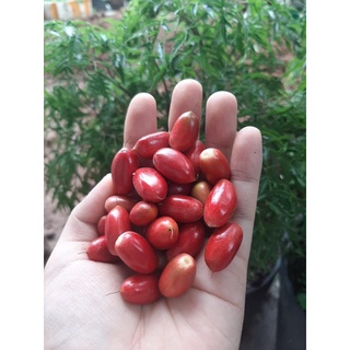 COMBO "RẺ VÔ ĐỊCH" 10 TRÁI THẦN KỲ GIÁ 50K