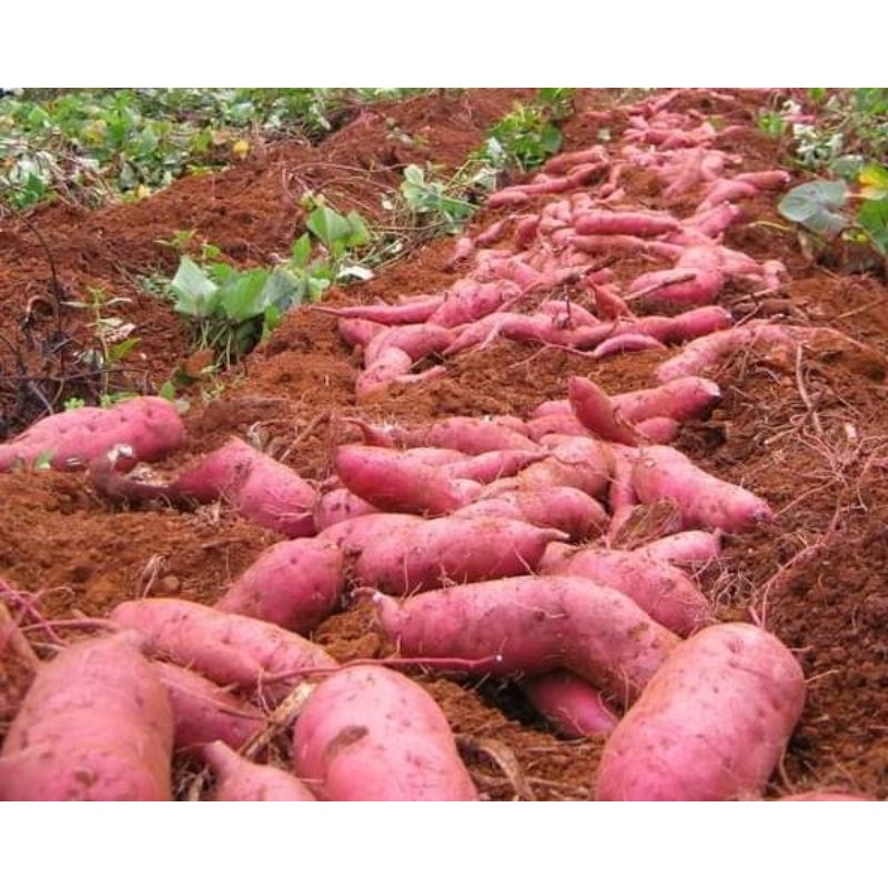 Phân bón vi lượng Senca 31