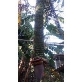 Cây Giống Chuối trăm nải cấy mô