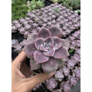 Sen đá hồng mập siêu dễ trồng🍀 lỗi 1 đổi 1