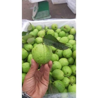 Cây giống Ổi Găng Đông Dư