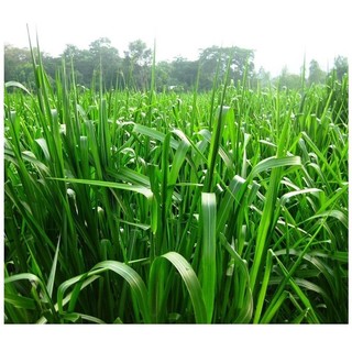 Hạt giống cỏ chăn nuôi paspalum - chịu được ngập úng