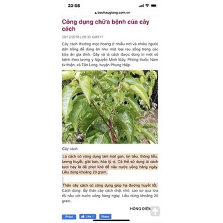 Chậu nhựa mềm giống lá cách / vọng cách