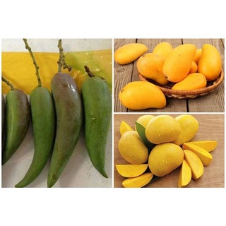 Giống Cây Xoài tí hon quả nhỏ