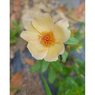 Hoa sam thái cánh đơn 10k/ 10cành