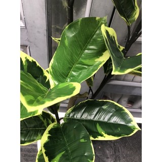 Cây bàng cẩm thạch giả 1,2m