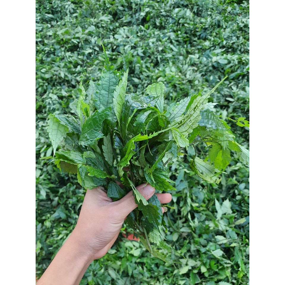 Lá Cơm kìa, Lá dạ dày, Lá đắng, Lá rau rừng khô xanh mướt đẹp