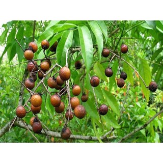 cây giống Bồ Hòn (Giống Cây Siêu Tốt Chuẩn F1)