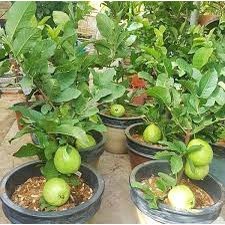 Cây giống ổi lê lùn trồng chậu