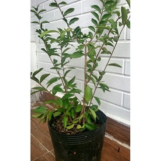 CÂY GIỐNG SƠ RI THÁI (QUẢ NGỌT)