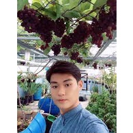 Cây Nho Lùn Pháp 6 Tháng ( sản phẩm có bảo hành)
