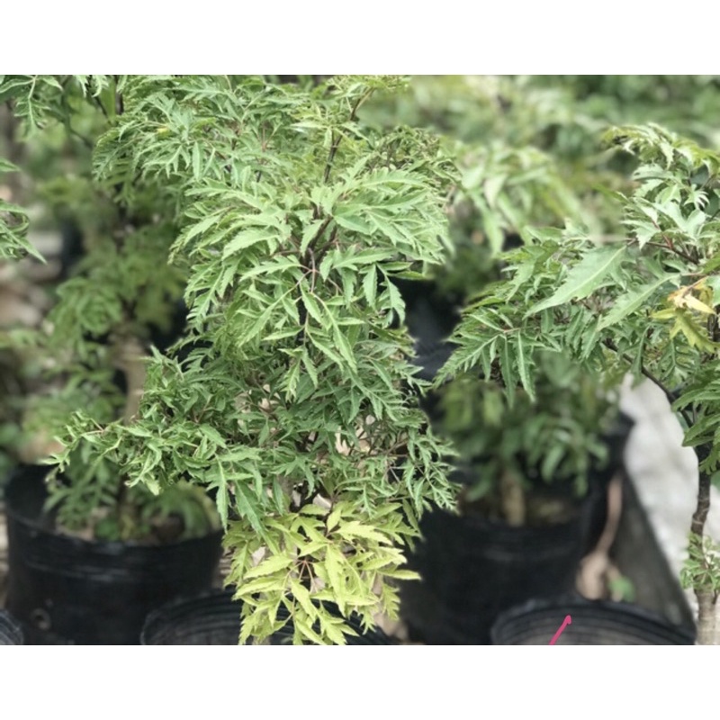 Cao Đinh lăng nguyên chất  200gr hộp thủy tinh