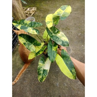 Trầu tỉ phú burle marx var