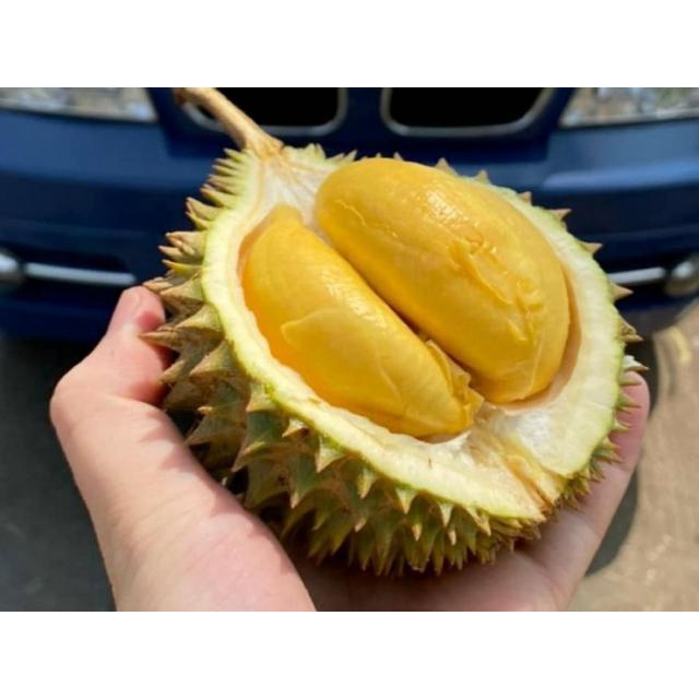 Cây giống sầu riêng mini thái lan (giống cây chất lượng)