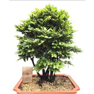 Cụm rừng cây tùng đen như hình
