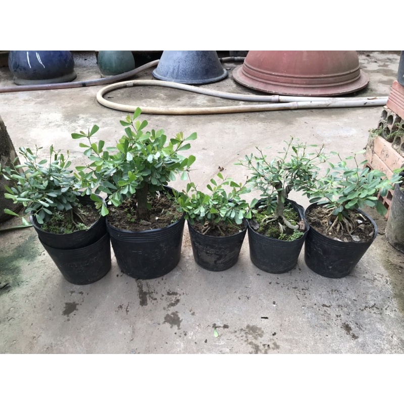 LINH SAM BONSAI MINI