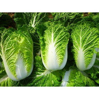 #Hạt_Giống_Cải_Thảo