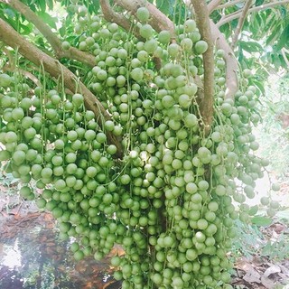 Cây giống dâu da xanh ghép;