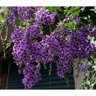 Cây chuỗi ngọc thái đang hoa..