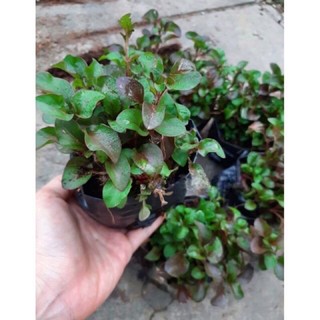 Cây xà lách xoang nhật