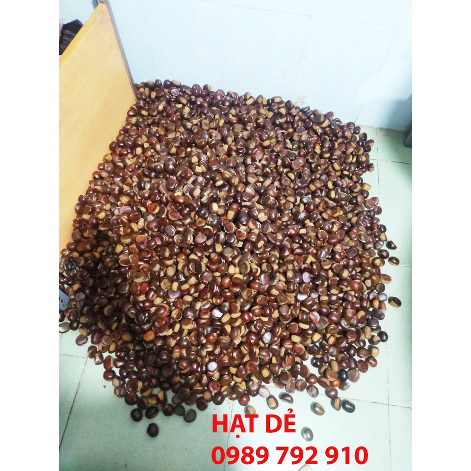 HẠT DẺ TƯƠI SỐNG