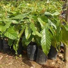 Cây giống cacao cao sản siêu trái + siêu sớm