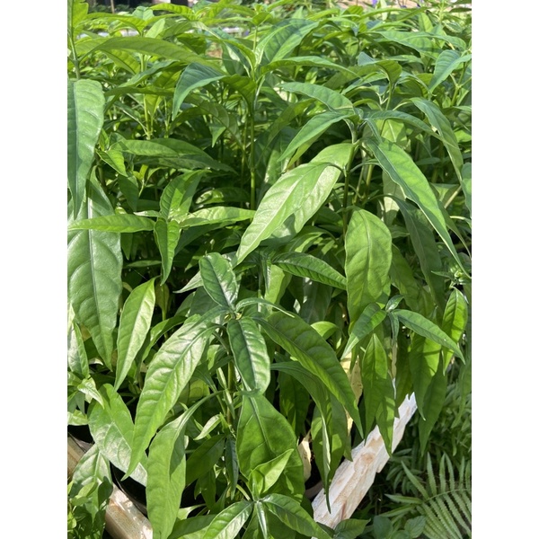 Chậu hoàn ngọc trắng (size chậu c6)