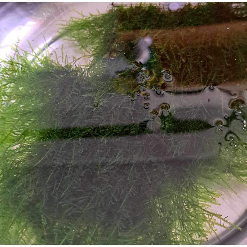 Rêu thủy sinh Mini Spiky - 1 hộp - TS Aquarium