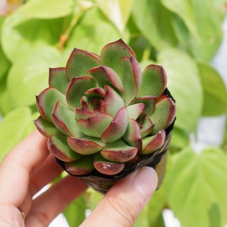 Sen đá size bầu đế vương đỏ - sen đá thuần khí hậu khỏe đẹp