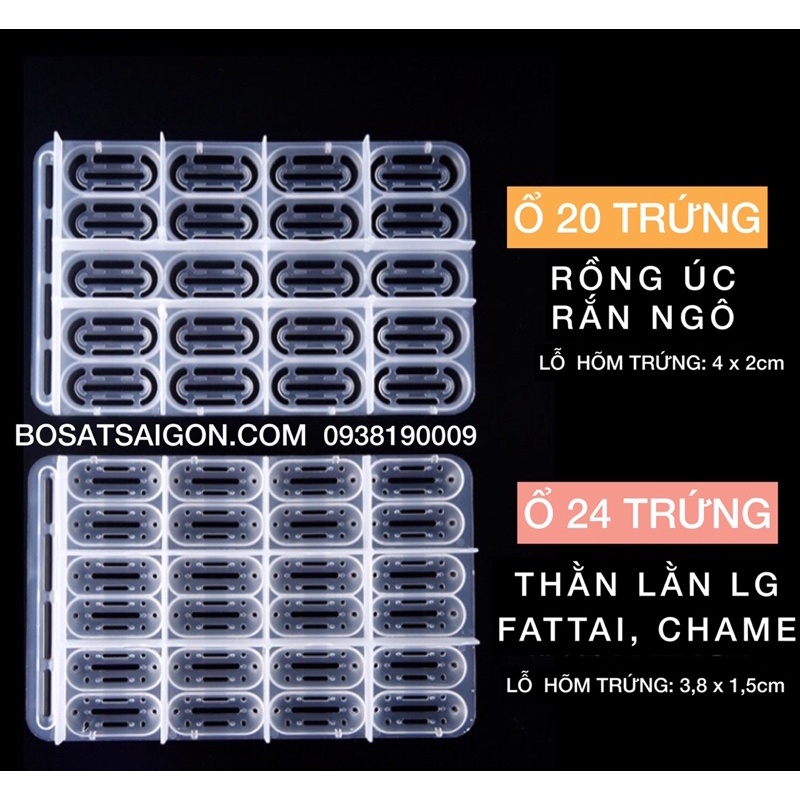 HỘP ẤP TRỨNG THẰN LẰN GECKO, RỒNG ÚC BEARED DRAGON, BÒ SÁT NHỎ, ... giá rẻ, Ship cấp tốc.