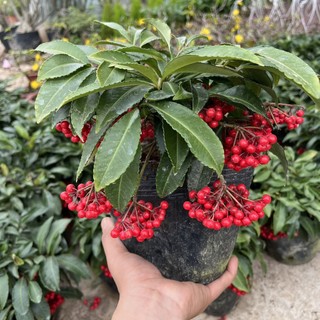 Cây kim ngân lượng lùn (ảnh thật)