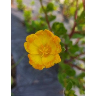 Sam thái đơn 10k/10 cành