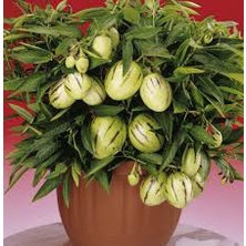 #Hạt_Giống_Dưa_Pepino