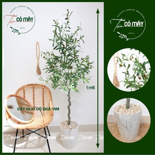 Cây Oliu giả có quả trang trí nhà cửa1m4,1m6,1m70