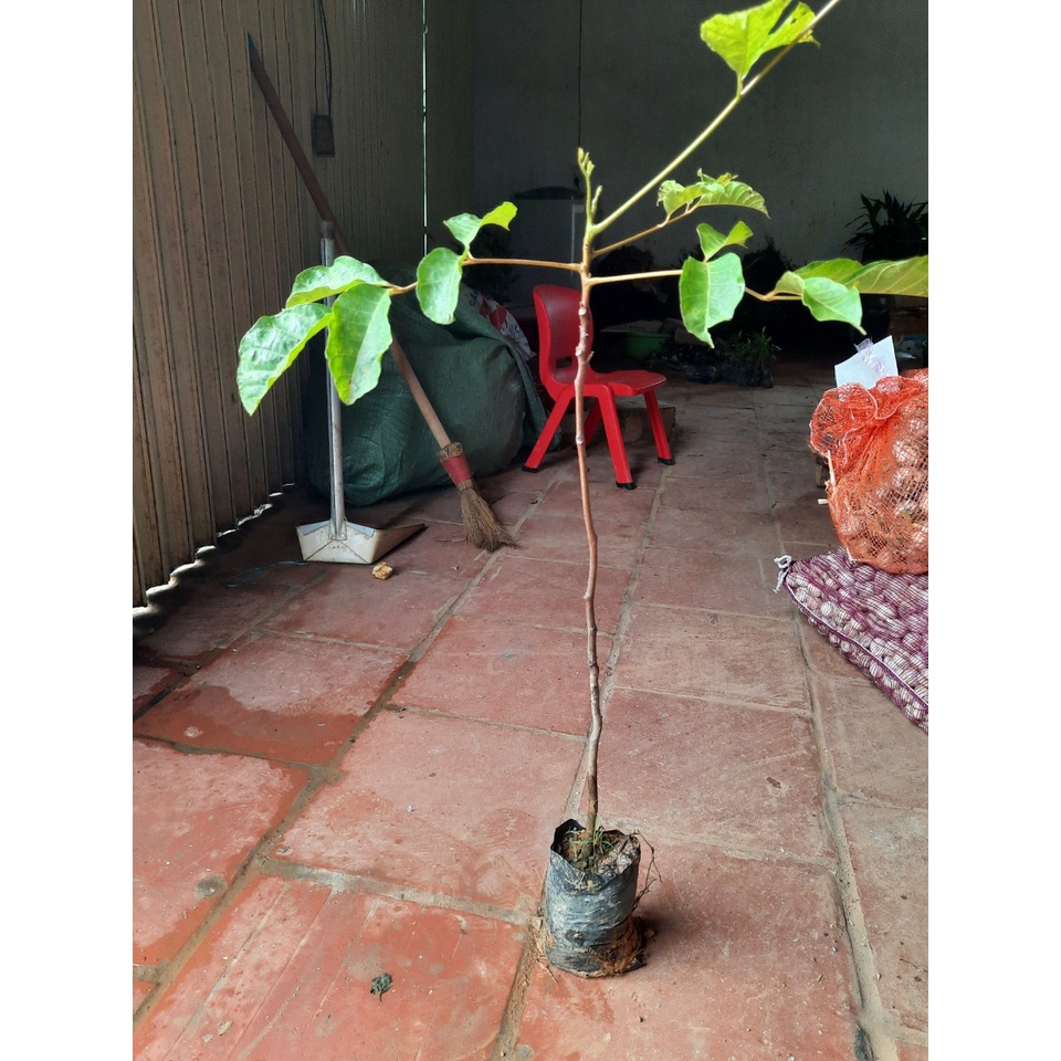 CÂY TRÁM ĐEN NẾP (CÂY CAO 45-60CM