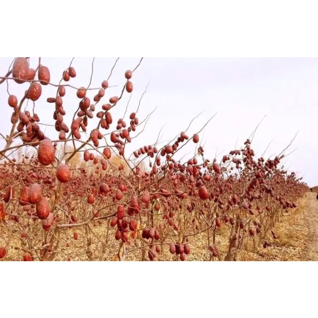 Táo bụi Nhược Khương - Tân Cương